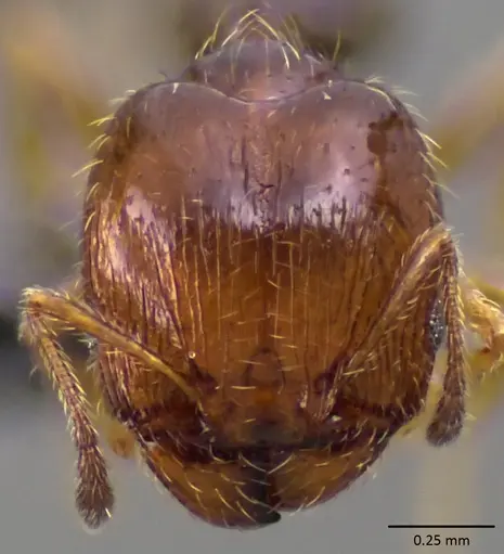Pheidole adrianoi specimen ANTWEB1060169 image antweb1060169_2