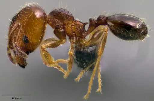 Pheidole adrianoi specimen ANTWEB1060169 image antweb1060169_3