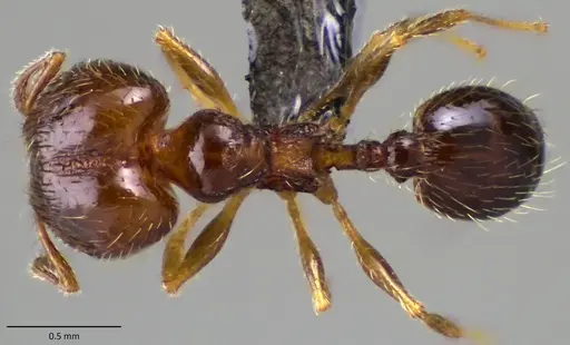 Pheidole adrianoi specimen ANTWEB1060170 image antweb1060170_1