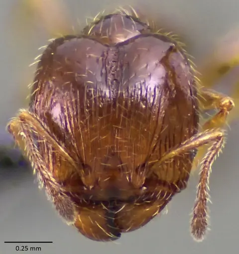 Pheidole adrianoi specimen ANTWEB1060170 image antweb1060170_2