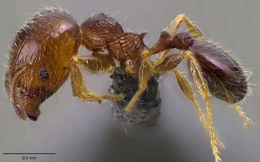 Pheidole adrianoi specimen ANTWEB1060170 image antweb1060170_3