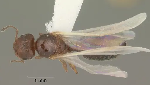 Pheidole adrianoi specimen CASENT0104271 image casent0104271_1
