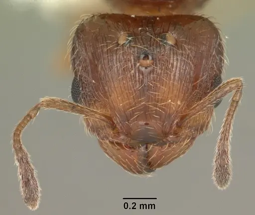 Pheidole adrianoi specimen CASENT0104271 image casent0104271_2