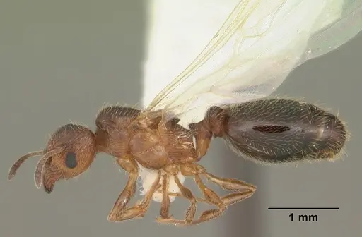 Pheidole adrianoi specimen CASENT0104271 image casent0104271_3