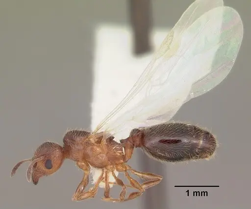 Pheidole adrianoi specimen CASENT0104271 image casent0104271_4