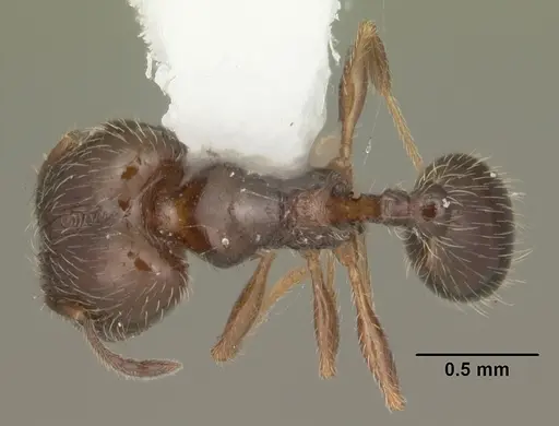 Pheidole adrianoi specimen CASENT0104273 image casent0104273_1
