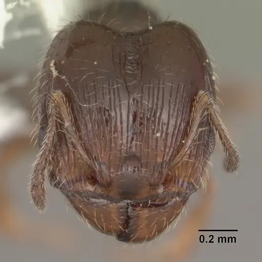 Pheidole adrianoi specimen CASENT0104273 image casent0104273_2