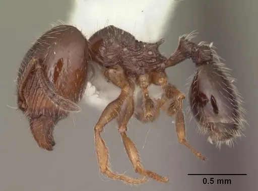 Pheidole adrianoi specimen CASENT0104273 image casent0104273_3