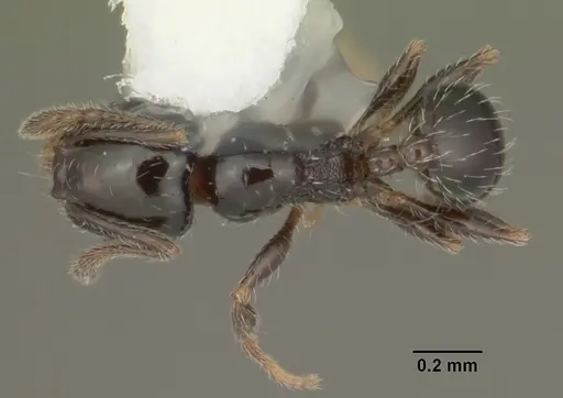 Pheidole adrianoi specimen CASENT0104274 image casent0104274_1