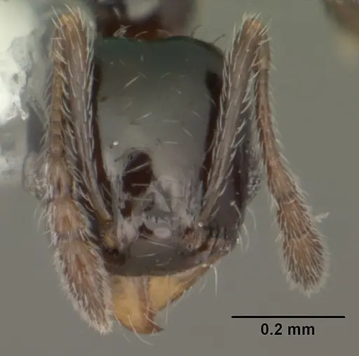 Pheidole adrianoi specimen CASENT0104274 image casent0104274_2