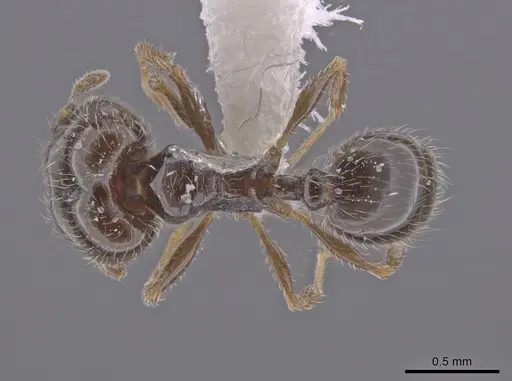 Pheidole adrianoi specimen CASENT0650676 image casent0650676_1