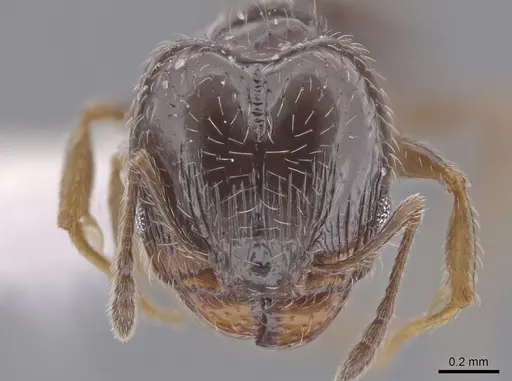 Pheidole adrianoi specimen CASENT0650676 image casent0650676_2