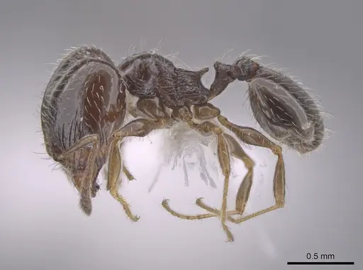 Pheidole adrianoi specimen CASENT0650676 image casent0650676_3