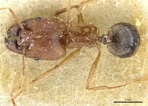 Pheidole aeberlii specimen CASENT0904202 image casent0904202_1