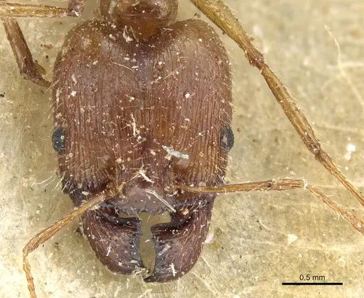 Pheidole aeberlii specimen CASENT0904202 image casent0904202_2