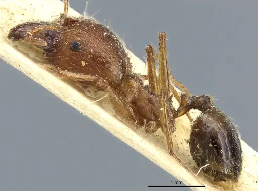 Pheidole aeberlii specimen CASENT0904202 image casent0904202_3