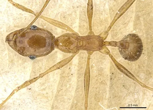 Pheidole aeberlii specimen CASENT0904203 image casent0904203_1