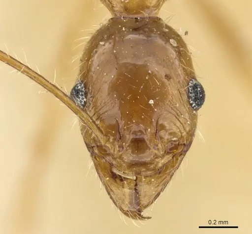 Pheidole aeberlii specimen CASENT0904203 image casent0904203_2