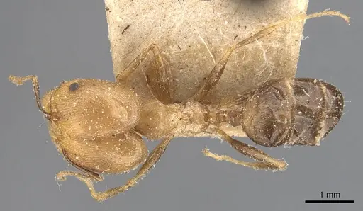 Pheidole aeberlii specimen CASENT0907803 image casent0907803_1