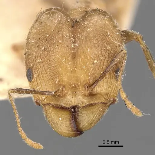 Pheidole aeberlii specimen CASENT0907803 image casent0907803_2