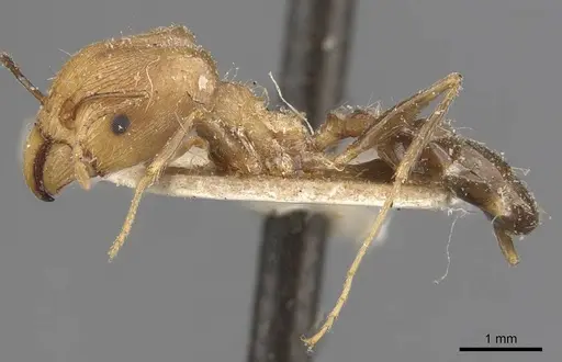Pheidole aeberlii specimen CASENT0907803 image casent0907803_3