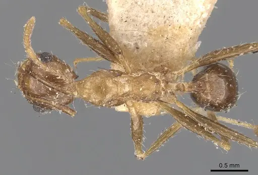 Pheidole aeberlii specimen CASENT0907804 image casent0907804_1