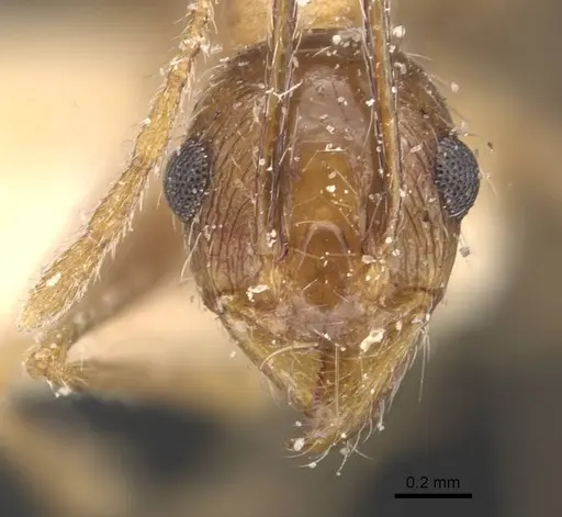 Pheidole aeberlii specimen CASENT0907804 image casent0907804_2