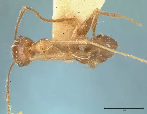 Pheidole aeberlii specimen FOCOL1346 image focol1346_1