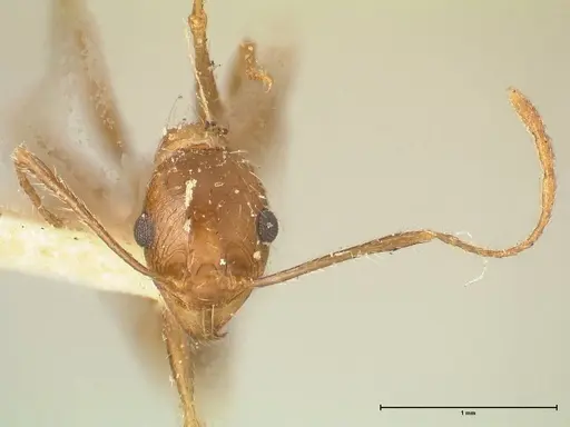 Pheidole aeberlii specimen FOCOL1346 image focol1346_2