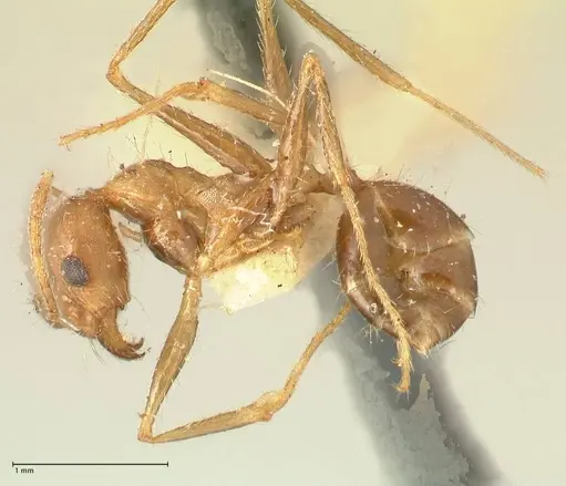 Pheidole aeberlii specimen FOCOL1346 image focol1346_3