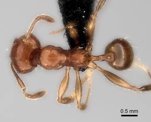 Pheidole aelloea specimen CASENT0041906 image casent0041906_1