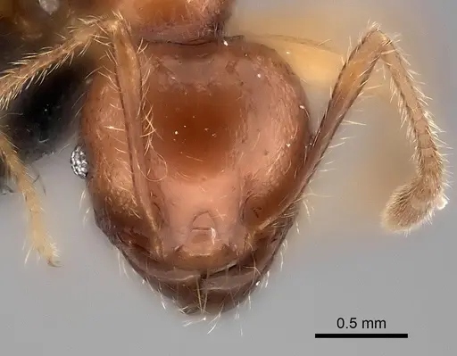 Pheidole aelloea specimen CASENT0041906 image casent0041906_2