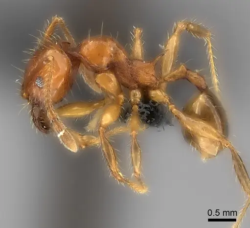 Pheidole aelloea specimen CASENT0041906 image casent0041906_3