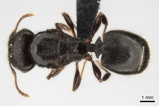 Pheidole aelloea specimen CASENT0041909 image casent0041909_1