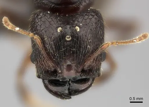 Pheidole aelloea specimen CASENT0041909 image casent0041909_2
