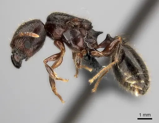 Pheidole aelloea specimen CASENT0041909 image casent0041909_3