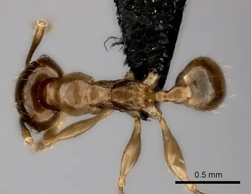 Pheidole aelloea specimen CASENT0056536 image casent0056536_1