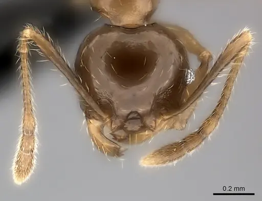 Pheidole aelloea specimen CASENT0056536 image casent0056536_2