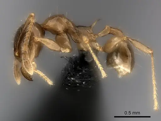 Pheidole aelloea specimen CASENT0056536 image casent0056536_3