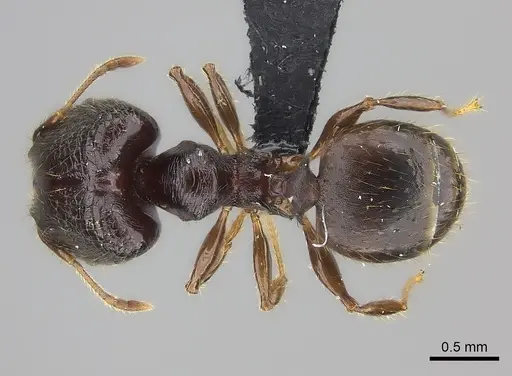 Pheidole aelloea specimen CASENT0076807 image casent0076807_1