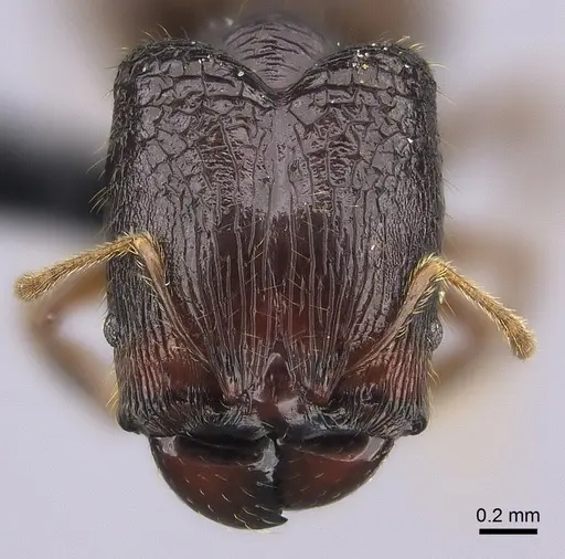 Pheidole aelloea specimen CASENT0076807 image casent0076807_2