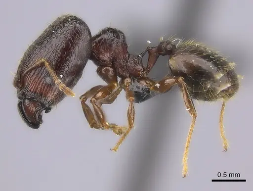 Pheidole aelloea specimen CASENT0076807 image casent0076807_3