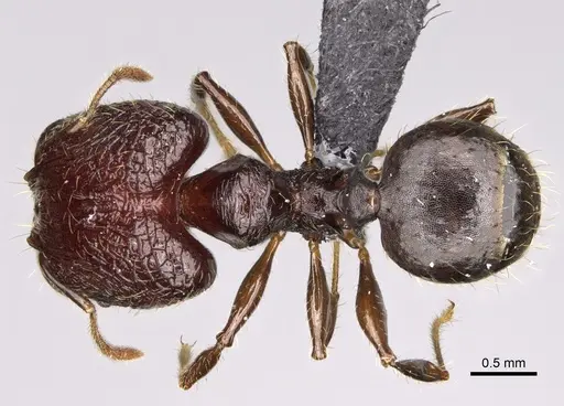Pheidole aelloea specimen CASENT0110497 image casent0110497_1