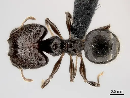 Pheidole aelloea specimen CASENT0110497 image casent0110497_2