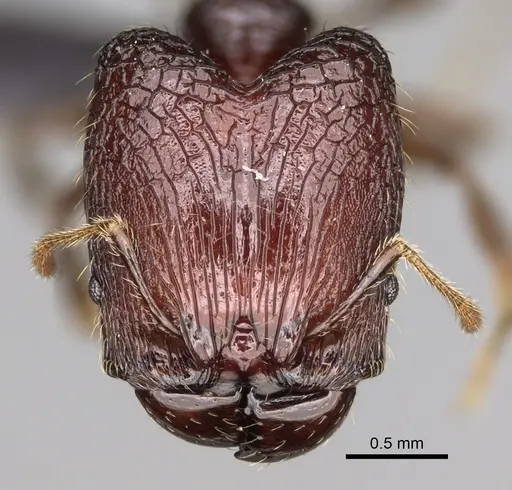 Pheidole aelloea specimen CASENT0110497 image casent0110497_3