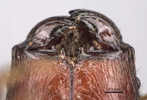 Pheidole aelloea specimen CASENT0110497 image casent0110497_4