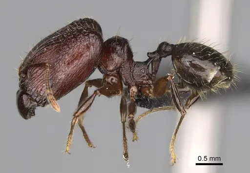 Pheidole aelloea specimen CASENT0110497 image casent0110497_5