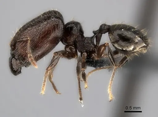 Pheidole aelloea specimen CASENT0110497 image casent0110497_6