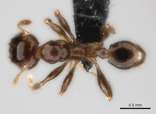 Pheidole aelloea specimen CASENT0110498 image casent0110498_1