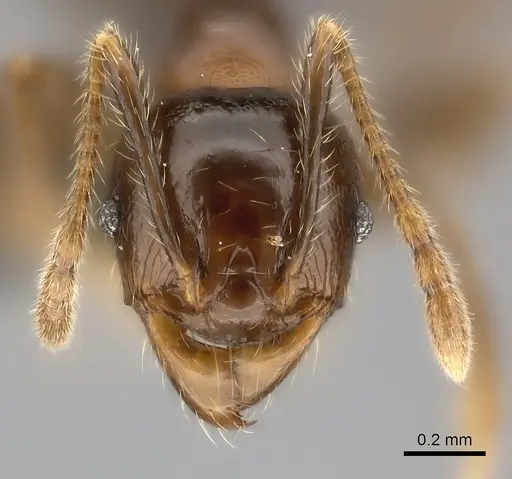 Pheidole aelloea specimen CASENT0110498 image casent0110498_2